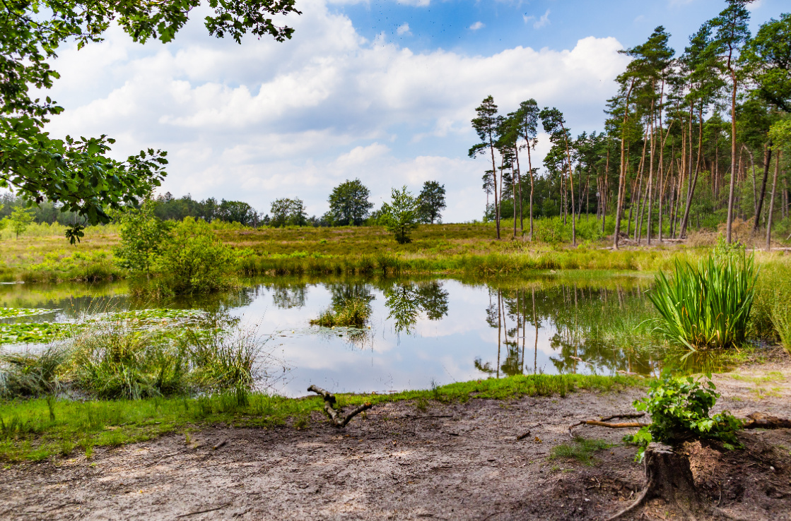 forest fen